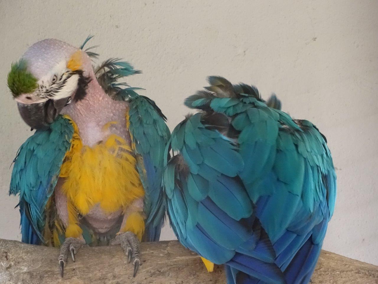 La Vallée des Oiseaux - 25/07/2016