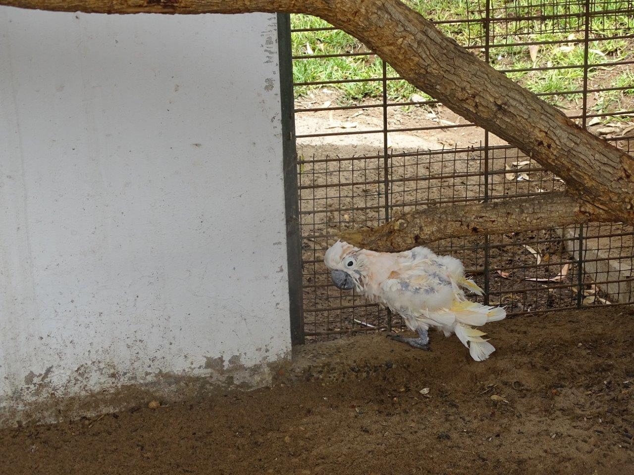 La Vallée des Oiseaux - 25/07/2016