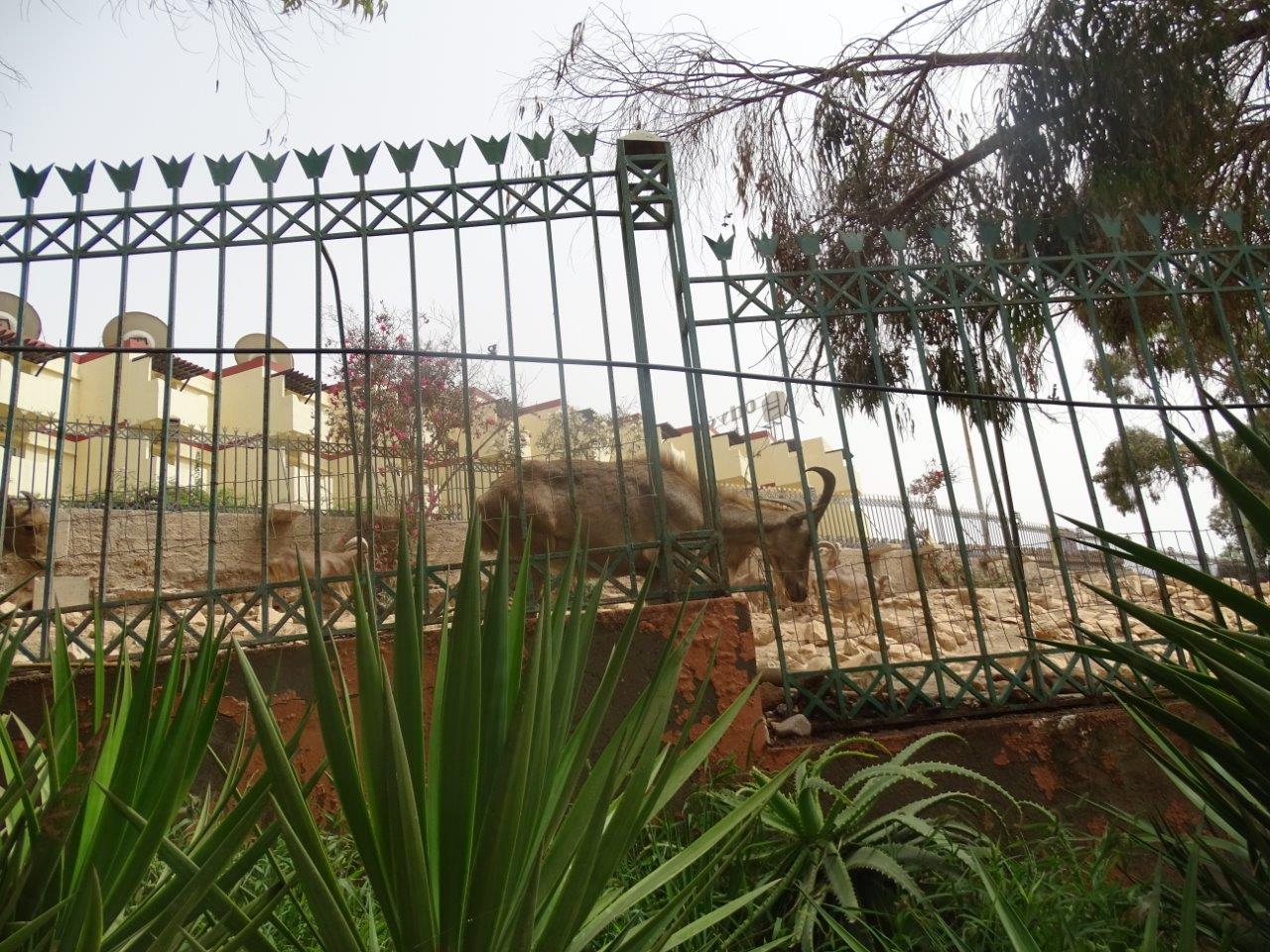 La Vallée des Oiseaux - 25/07/2016