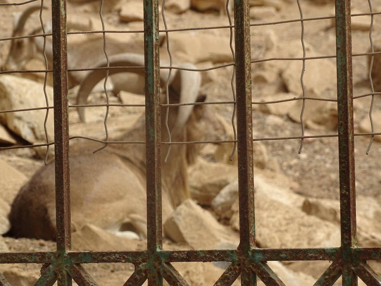 La Vallée des Oiseaux - 25/07/2016