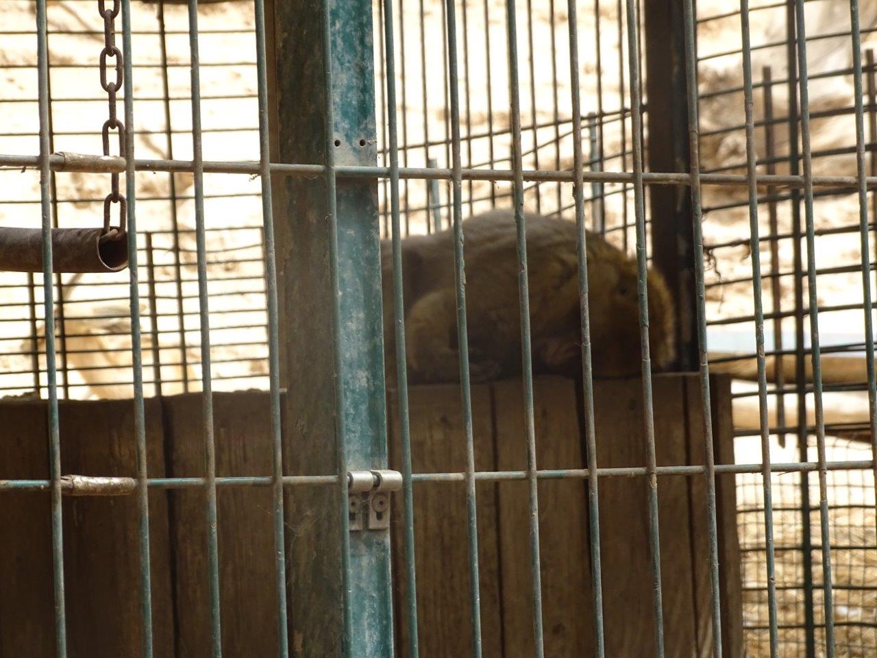 La Vallée des Oiseaux - 25/07/2016