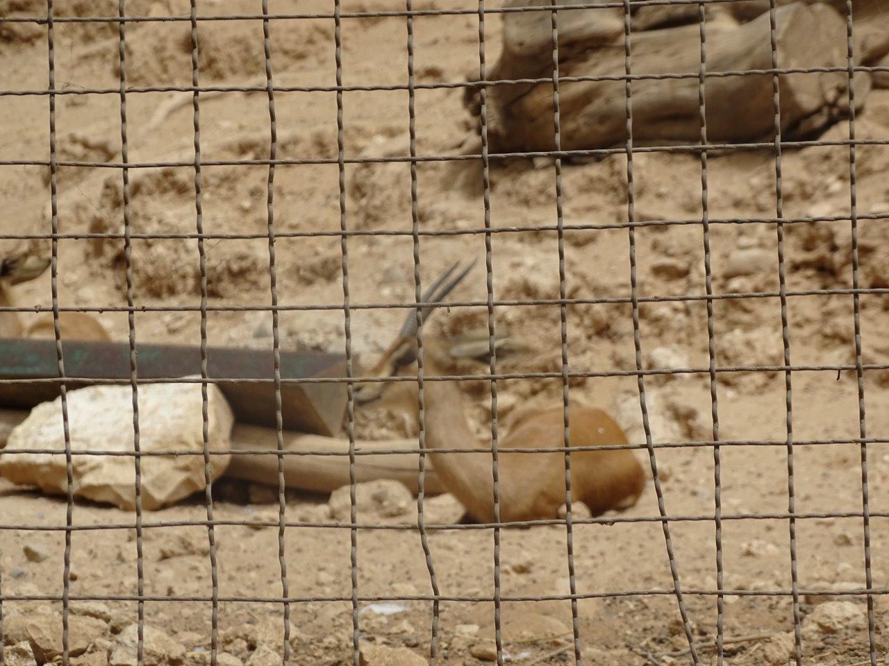 La Vallée des Oiseaux - 25/07/2016