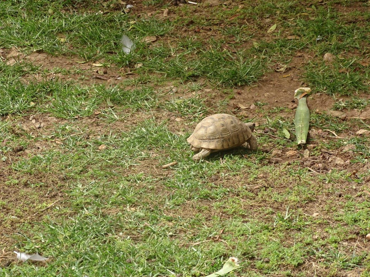 La Vallée des Oiseaux - 25/07/2016