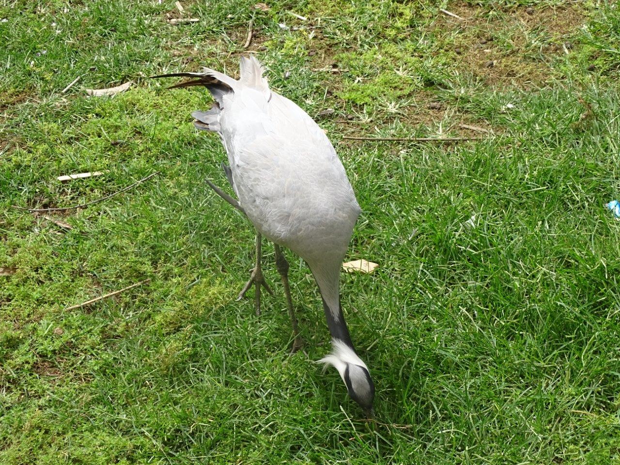 La Vallée des Oiseaux - 25/07/2016
