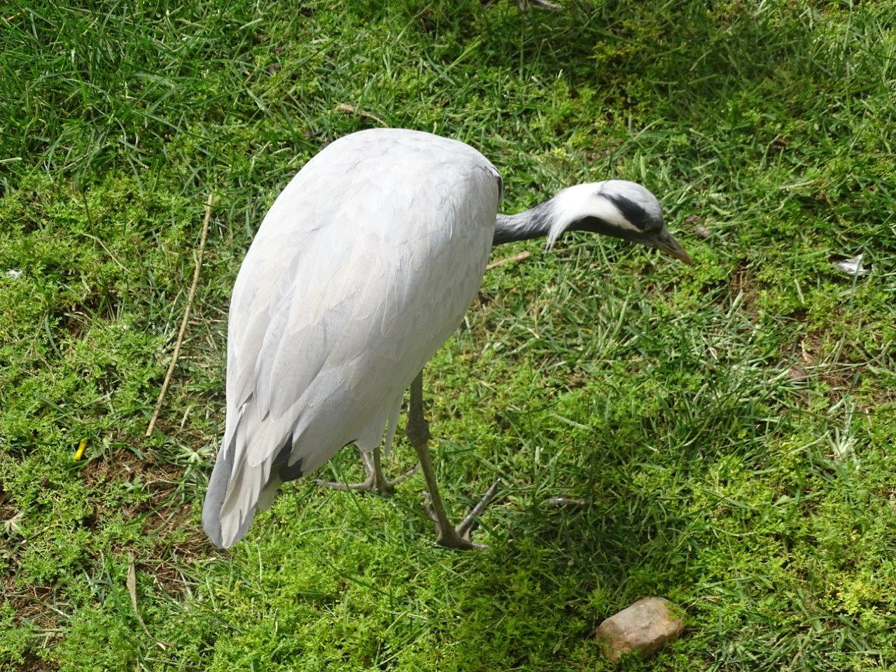 La Vallée des Oiseaux - 25/07/2016