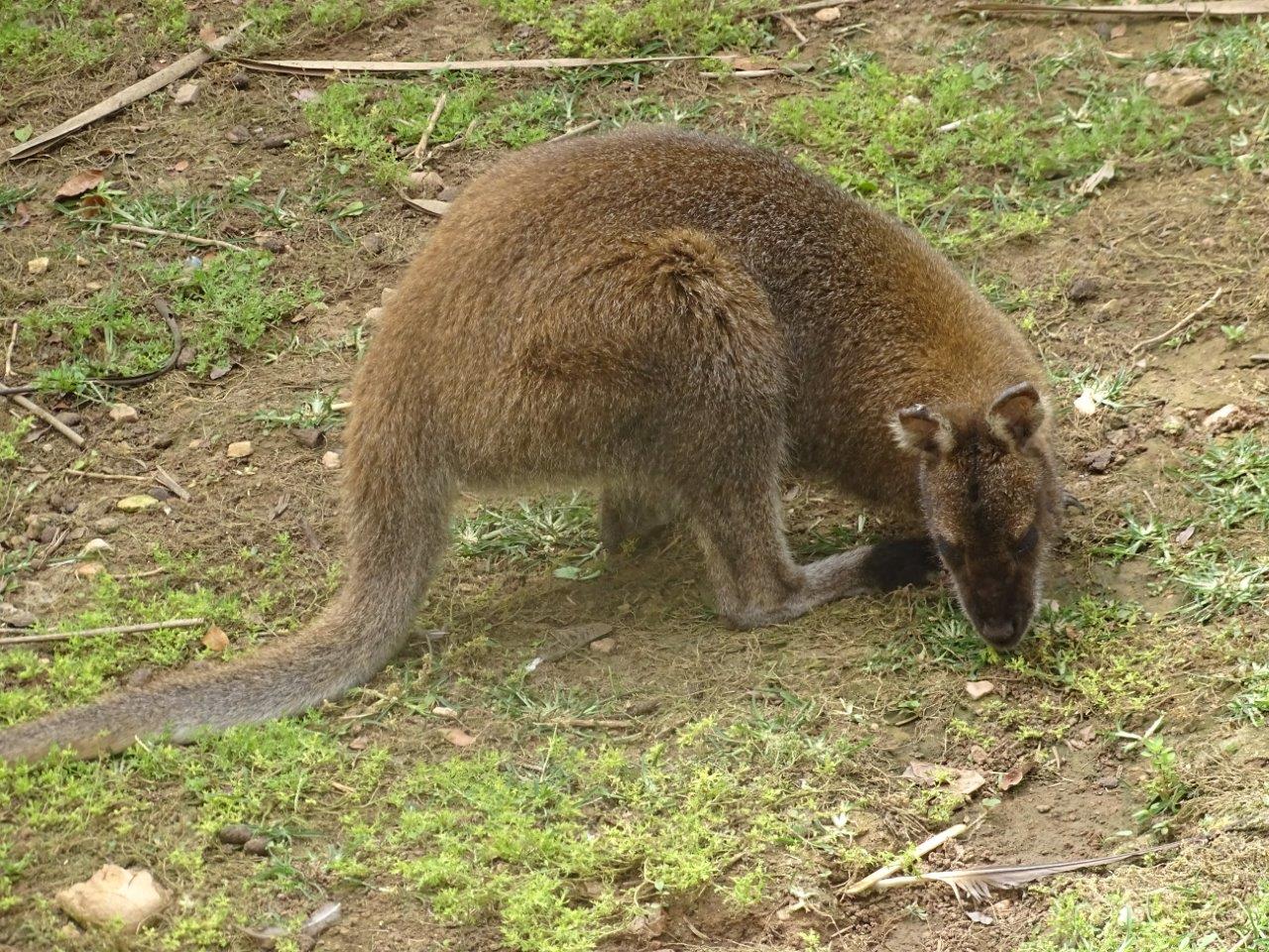 La Vallée des Oiseaux - 25/07/2016