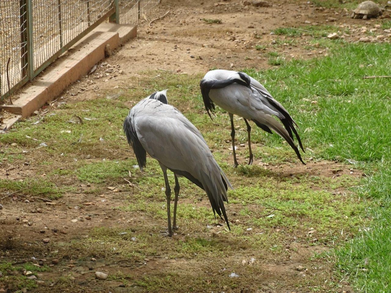 La Vallée des Oiseaux - 25/07/2016