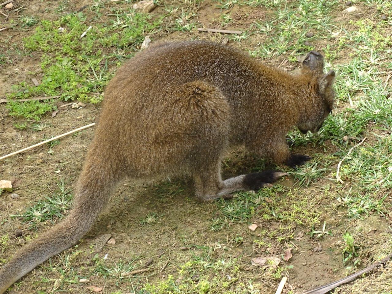La Vallée des Oiseaux - 25/07/2016