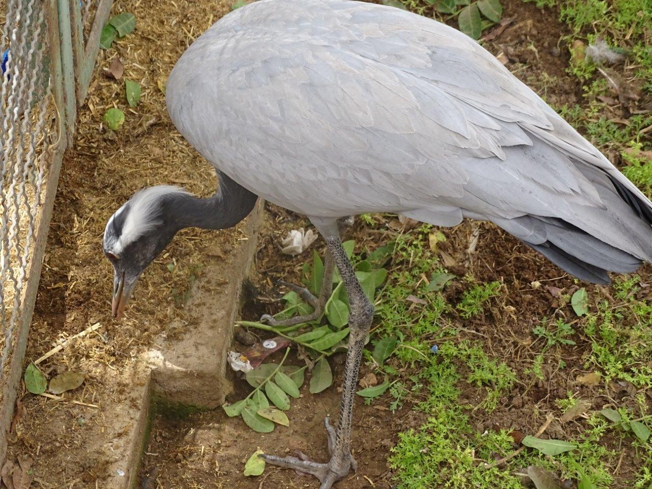 La Vallée des Oiseaux - 25/07/2016