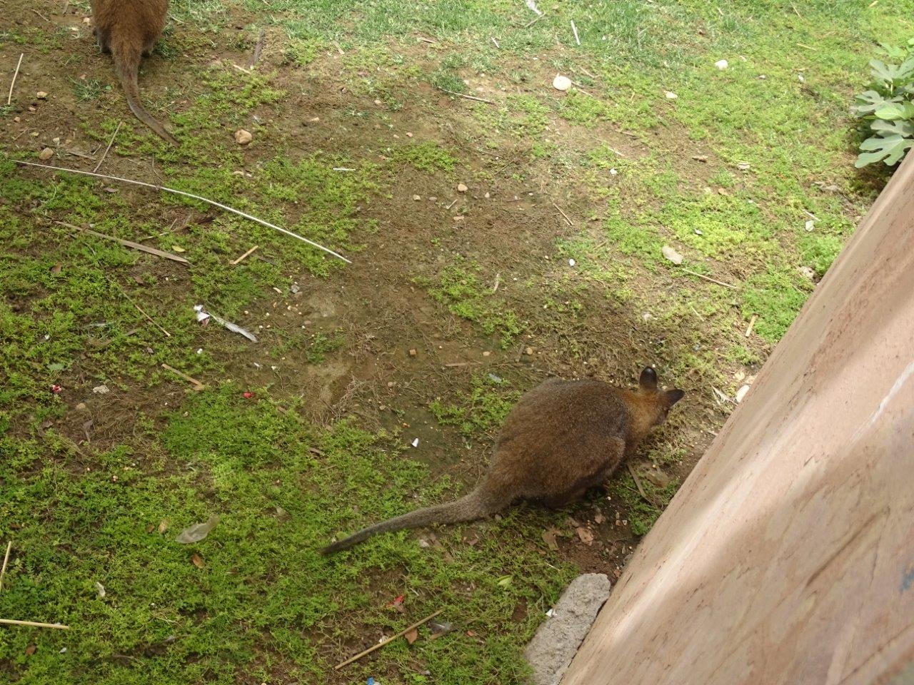 La Vallée des Oiseaux - 25/07/2016