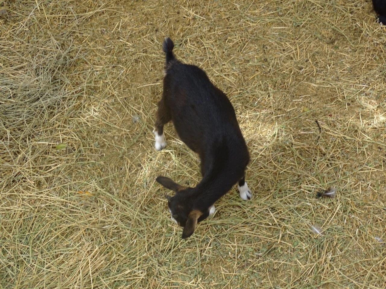 La Vallée des Oiseaux - 25/07/2016