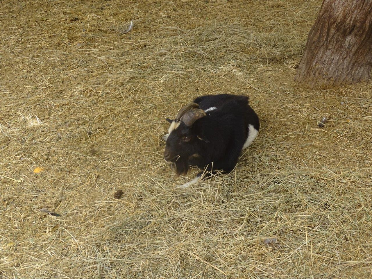 La Vallée des Oiseaux - 25/07/2016