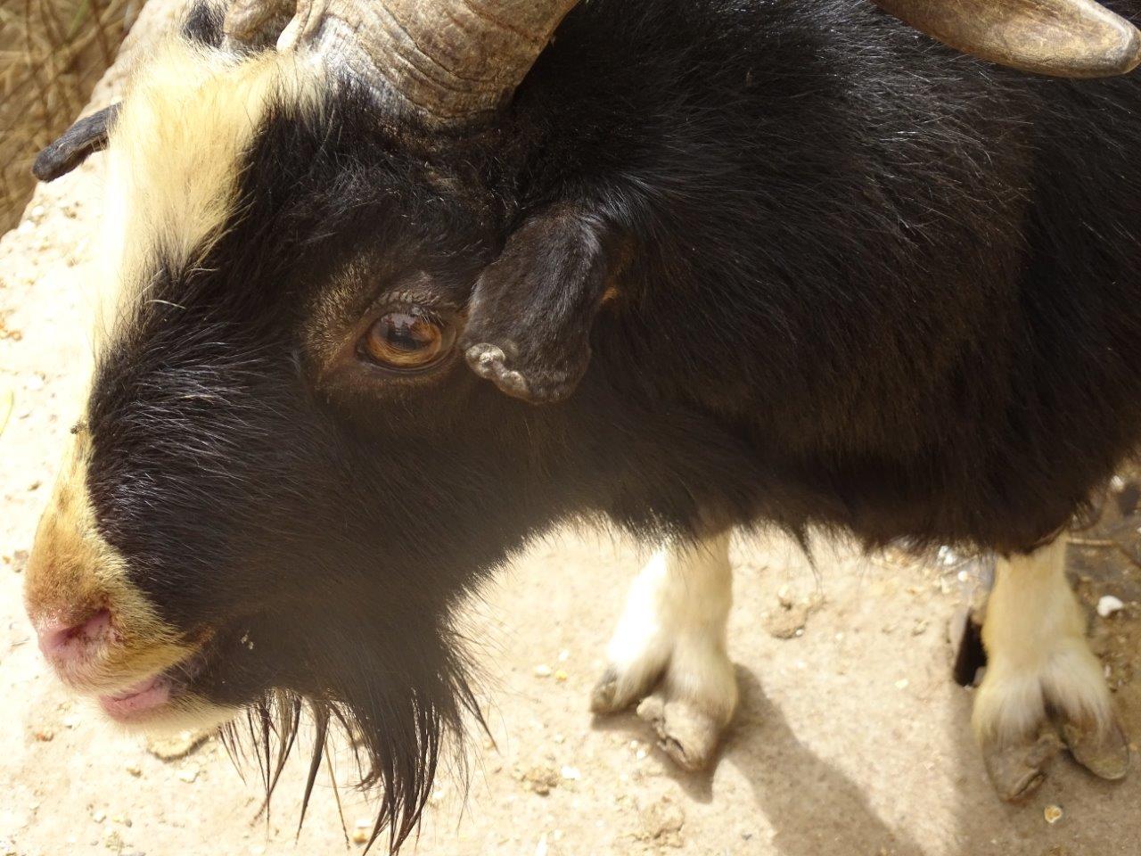 La Vallée des Oiseaux - 25/07/2016