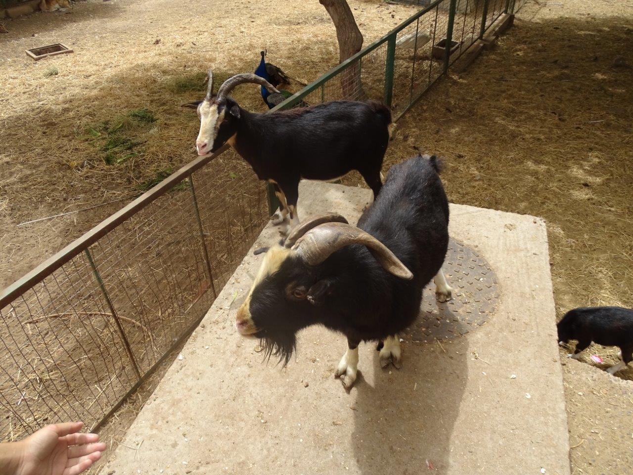 La Vallée des Oiseaux - 25/07/2016