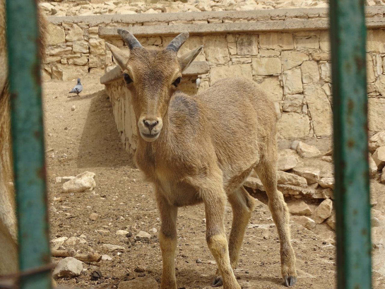 La Vallée des Oiseaux - 25/07/2016