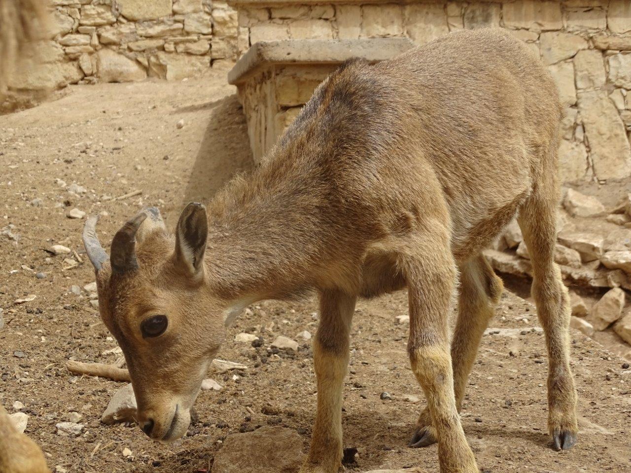 La Vallée des Oiseaux - 25/07/2016