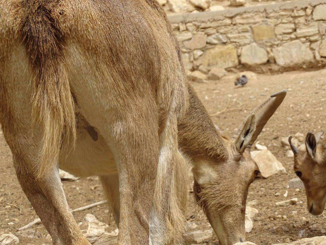 La Vallée des Oiseaux - 25/07/2016