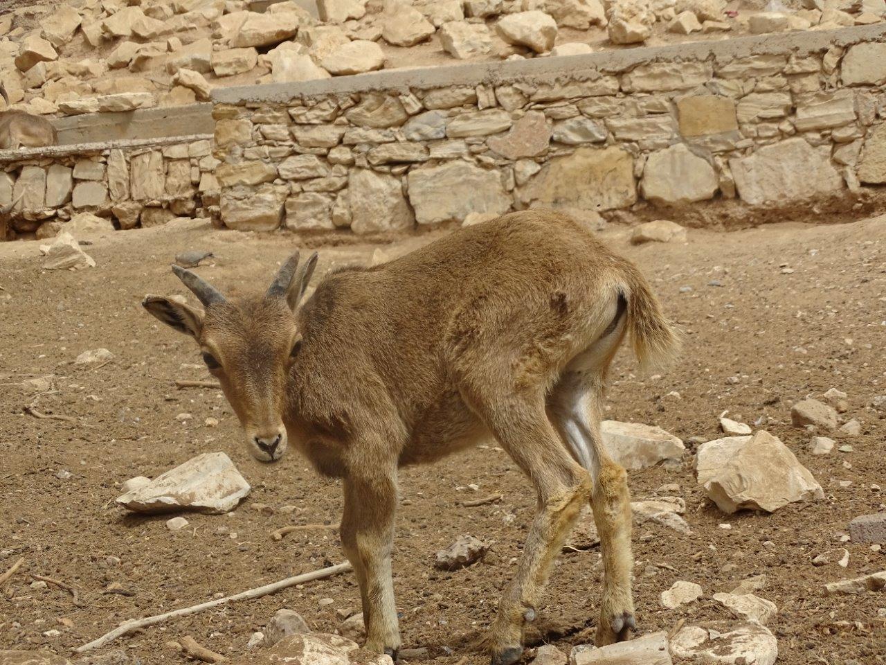 La Vallée des Oiseaux - 25/07/2016