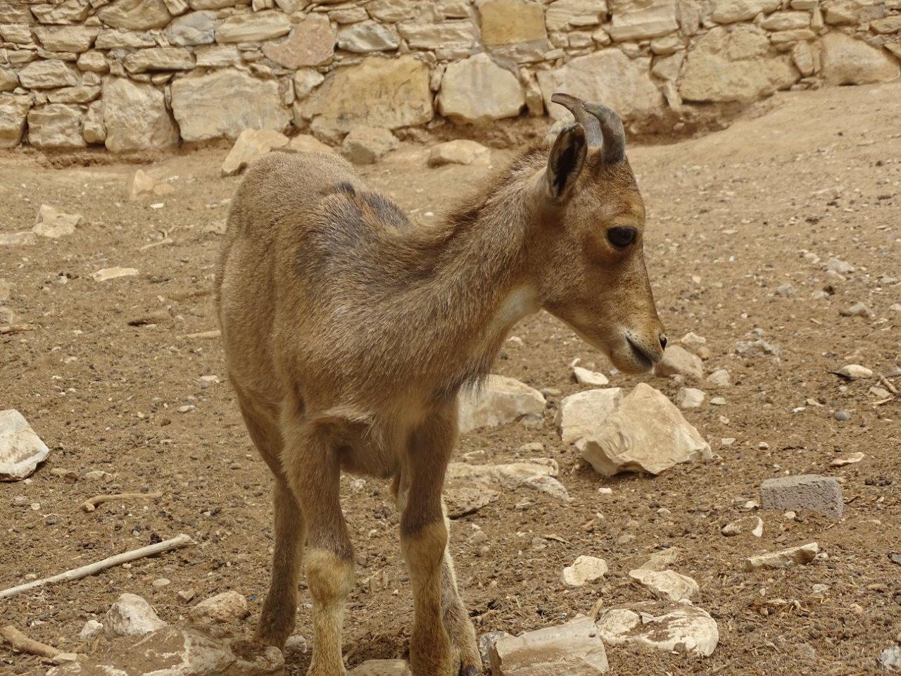 La Vallée des Oiseaux - 25/07/2016