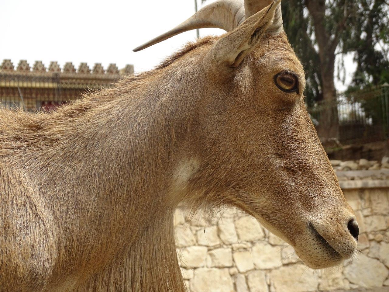 La Vallée des Oiseaux - 25/07/2016