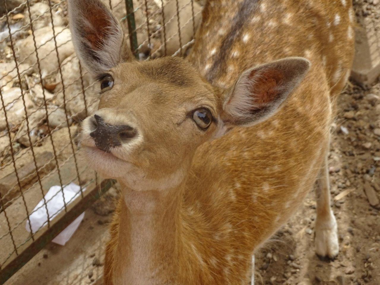 La Vallée des Oiseaux - 25/07/2016