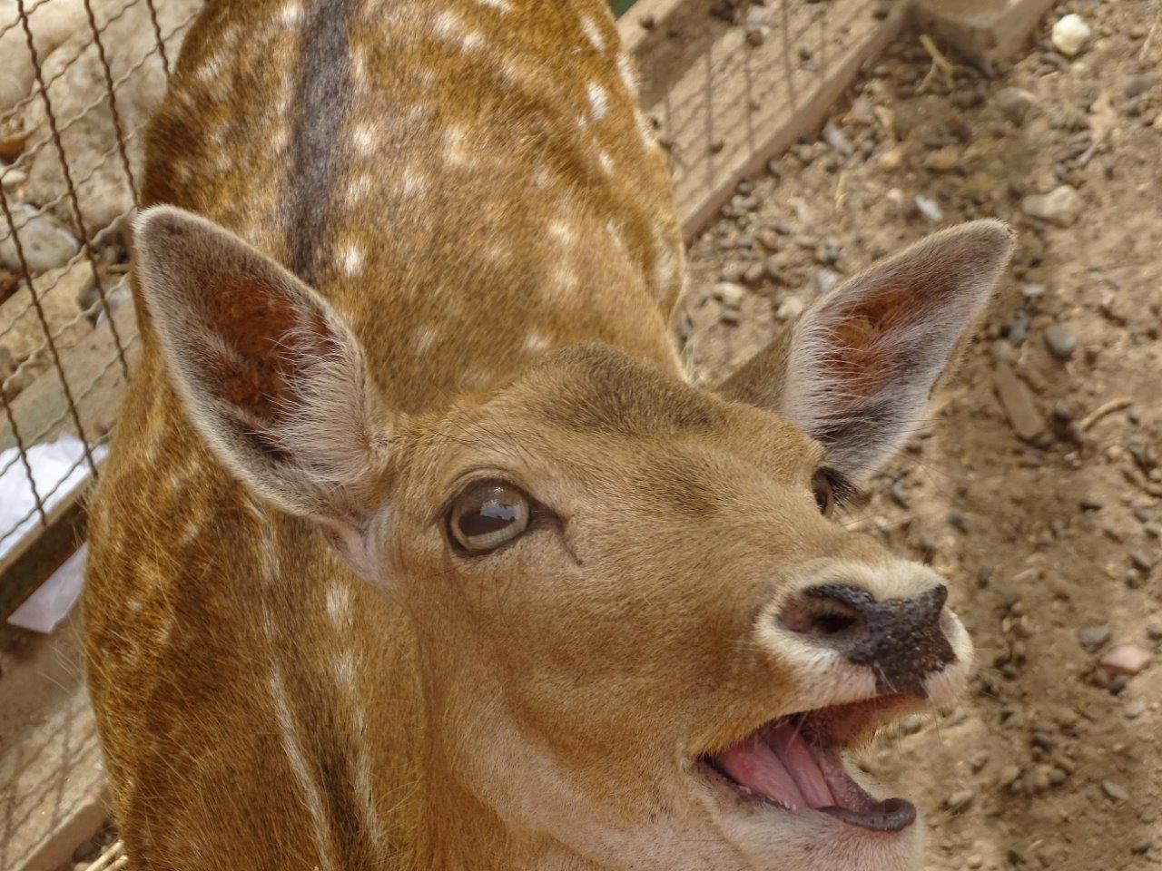 La Vallée des Oiseaux - 25/07/2016