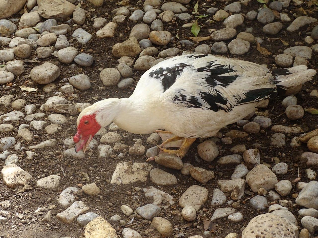 La Vallée des Oiseaux - 25/07/2016