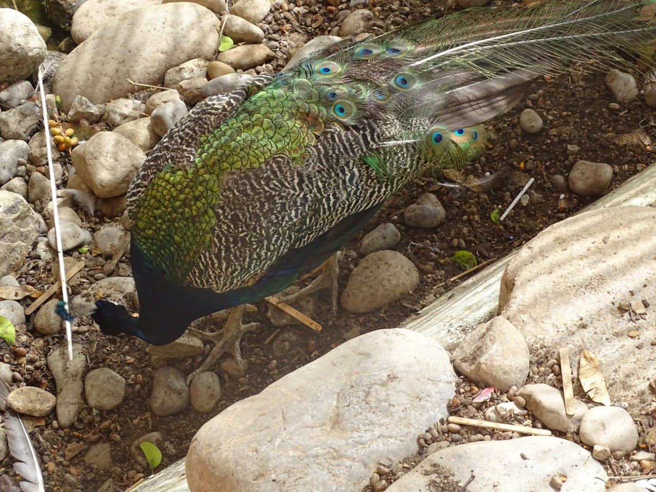 La Vallée des Oiseaux - 25/07/2016