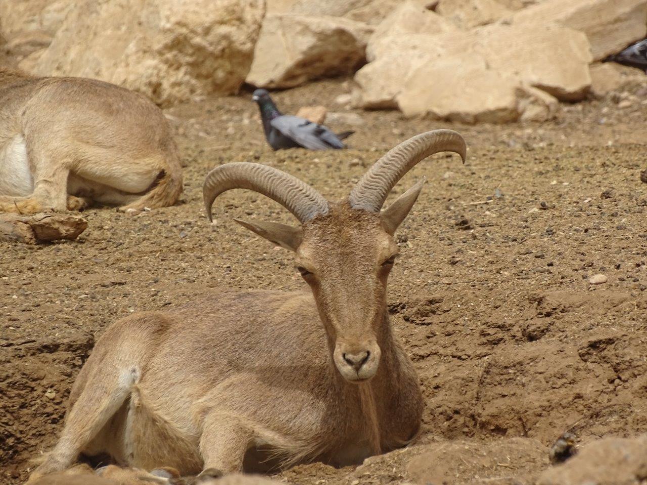 La Vallée des Oiseaux - 25/07/2016