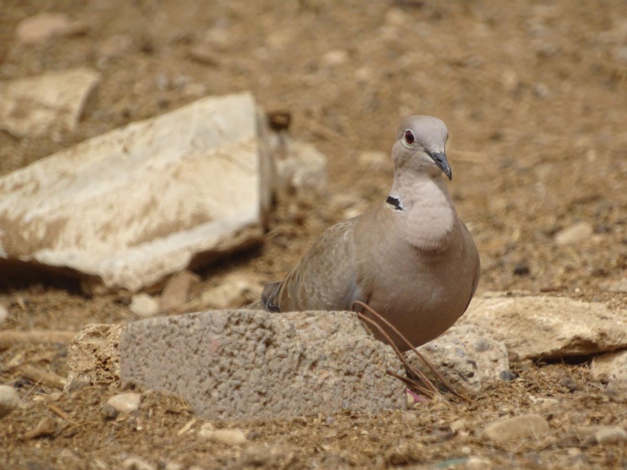 La Vallée des Oiseaux - 25/07/2016