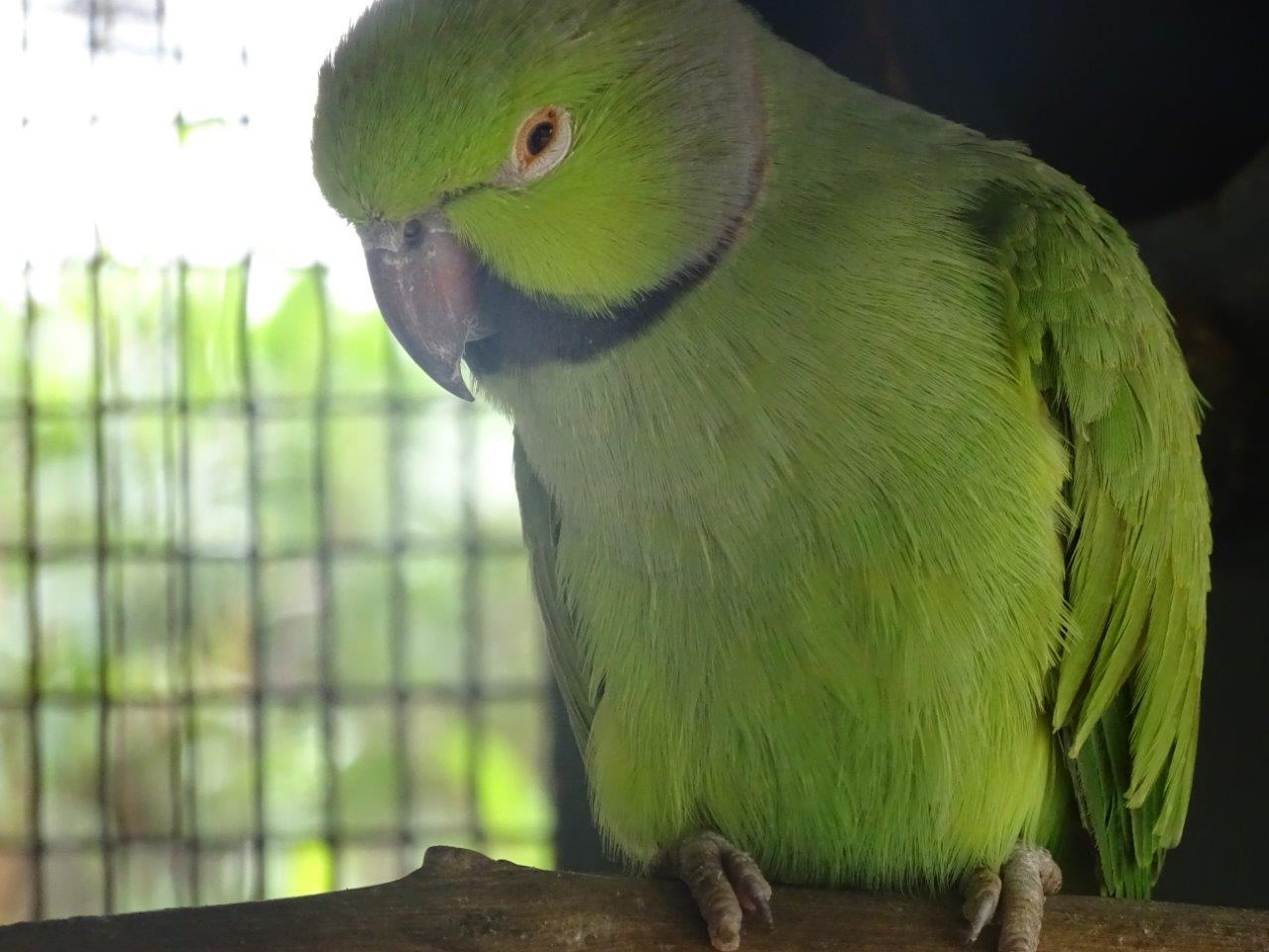 La Vallée des Oiseaux - 25/07/2016