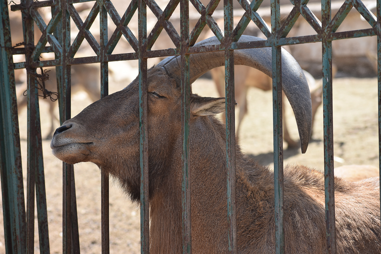 La Vallée des Oiseaux - Atlas Barbary sheep