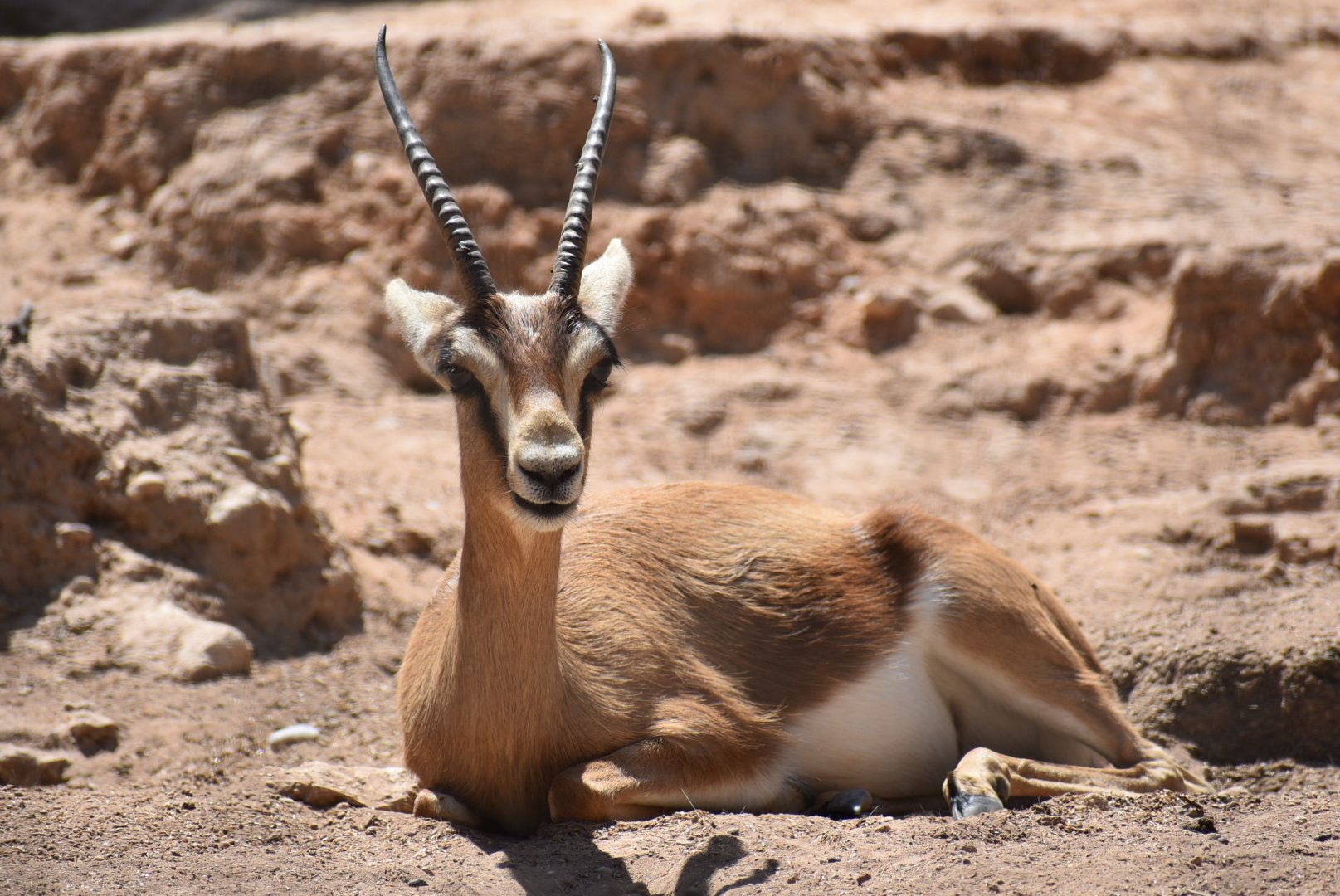 La Vallée des Oiseaux - Moroccan dorcas gazelle