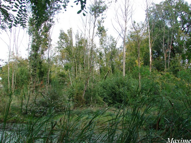 La Vallée des Singes - Chimpanzees island