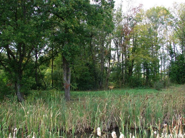 La Vallée des Singes - Chimpanzees island