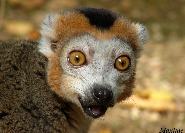 La Vallée des singes - Crowned lemur (Eulemur coronatus)