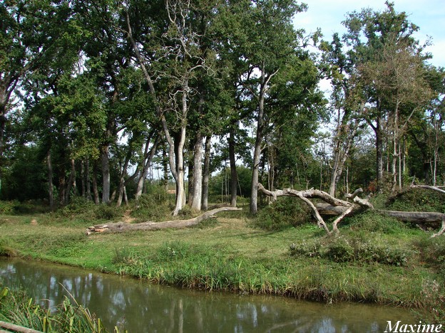 La Vallée des Singes - Gorilla island