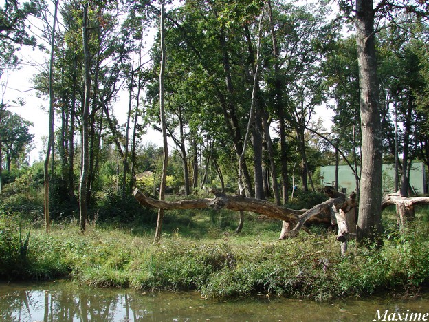 La Vallée des Singes - Gorilla island