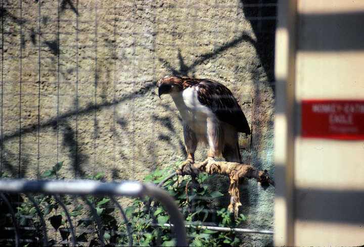 LA Zoo 1980's - Phillipine Eagle