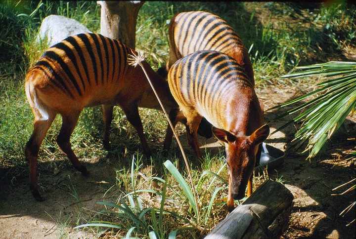 LA Zoo 1980's - Zebra Duiker