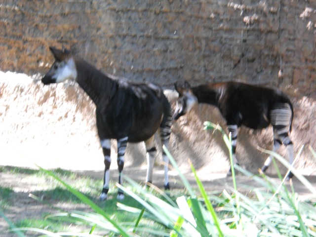 LA Zoo Dynamic Okapi Duo