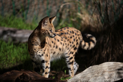 LA Zoo - Feb 7, 2010