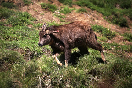 LA Zoo - Feb 7, 2010