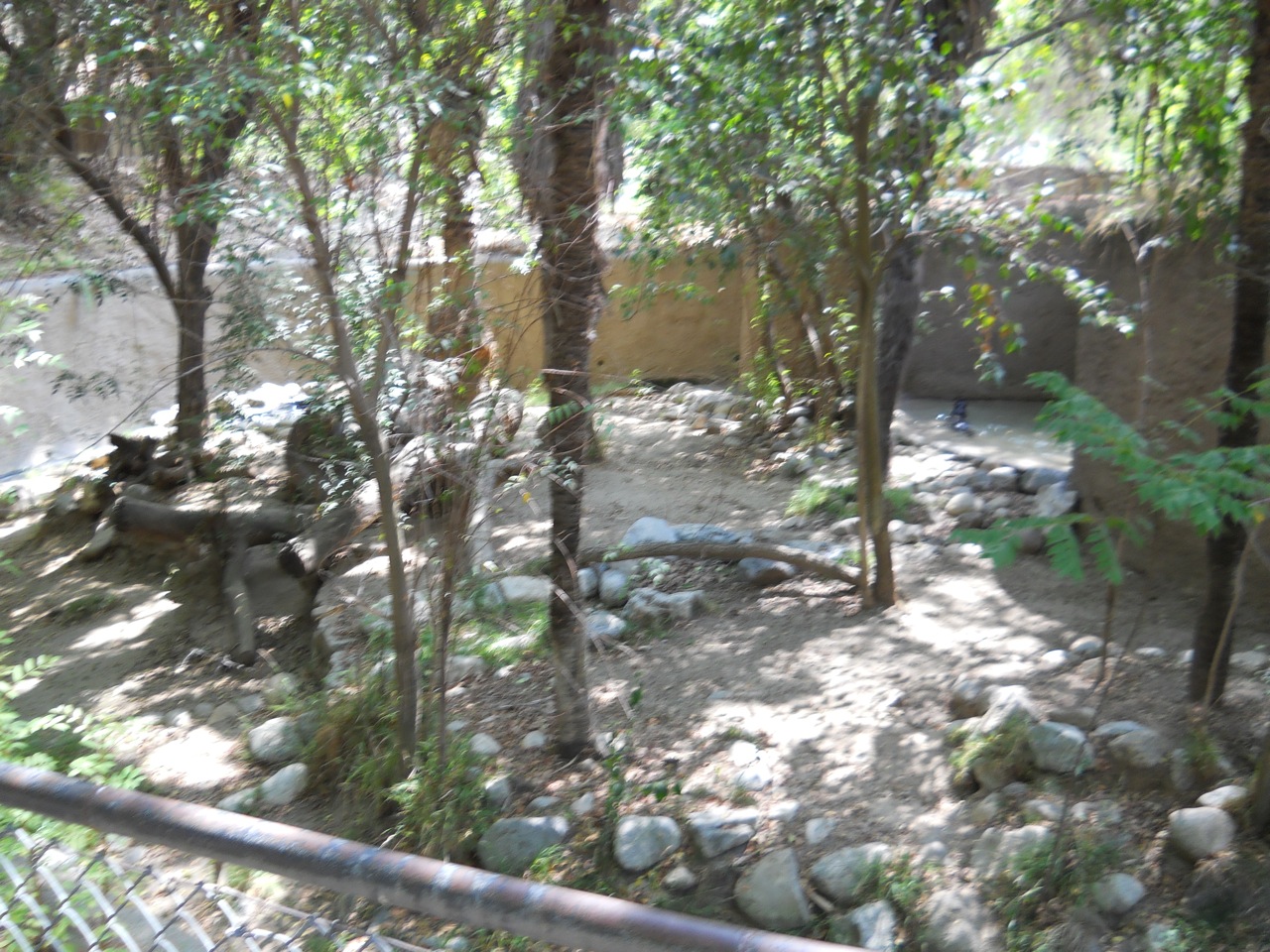 LA Zoo giant otter exhibit September 2011