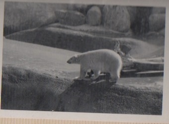 LA zoo polar bear '68 or '69