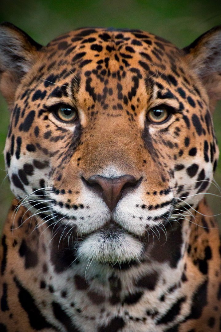 LA_Zoo_161112_Jaguar