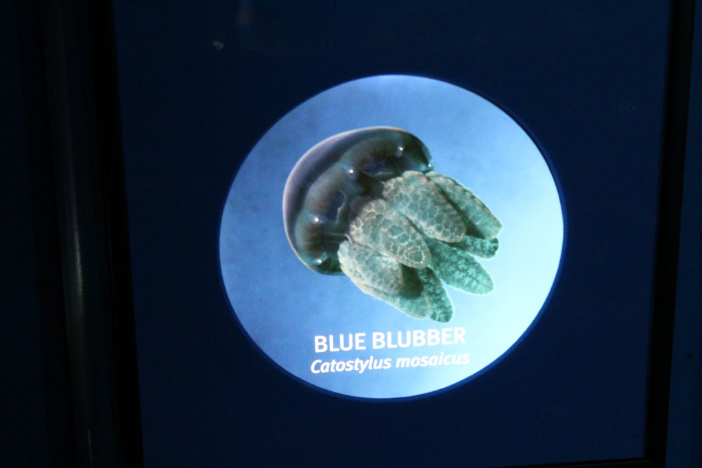 Label - Blubber Jelly