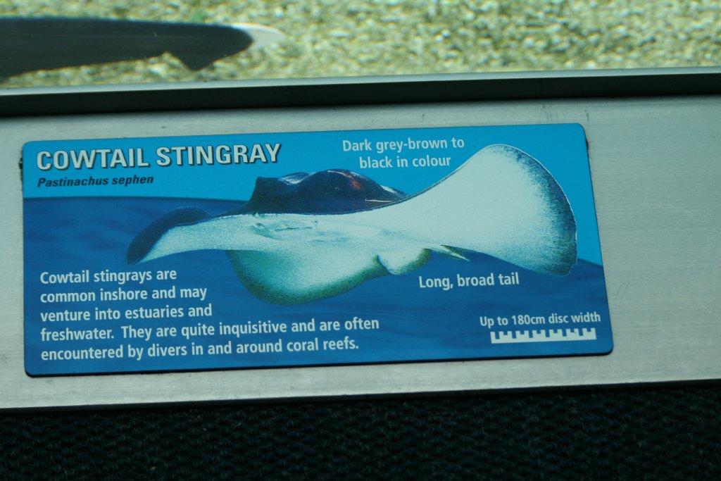 Label - Cowtail Ray