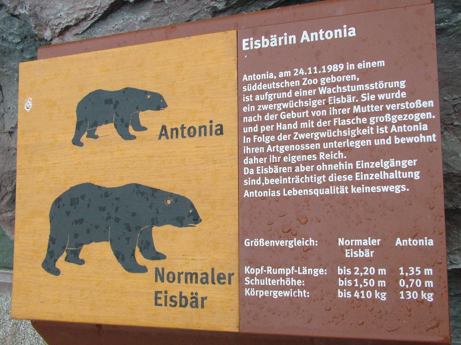 Label for Antonia the dwarf Polar Bear at ZOOM 11/05/09