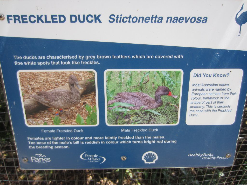 Label - Freckled Duck